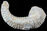 Cretaceous Fossil Oyster (Rastellum) - Madagascar #49874-1
